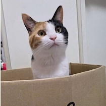 新品ベッド＜梱包材の段ボール箱？猫が段ボールを好む理由は｜調査＆獣医師解説
