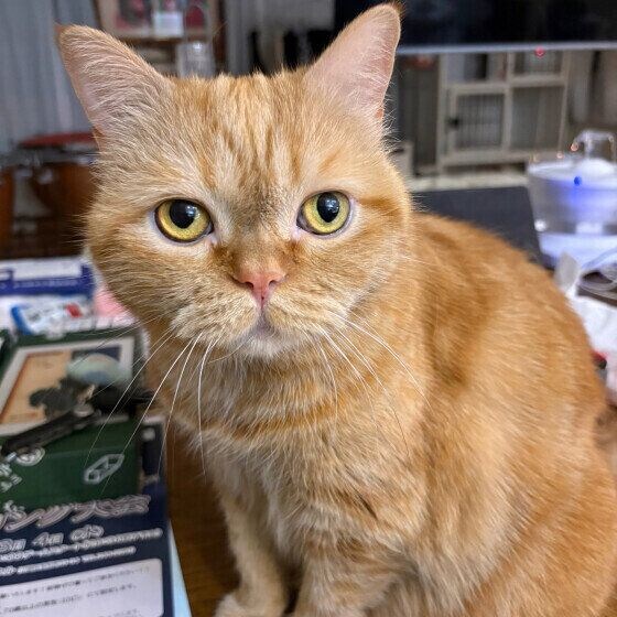 エキゾチックショートヘア　おやつ、ちょうだい
