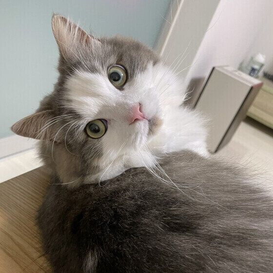 ミックス猫　いつもありがとう
