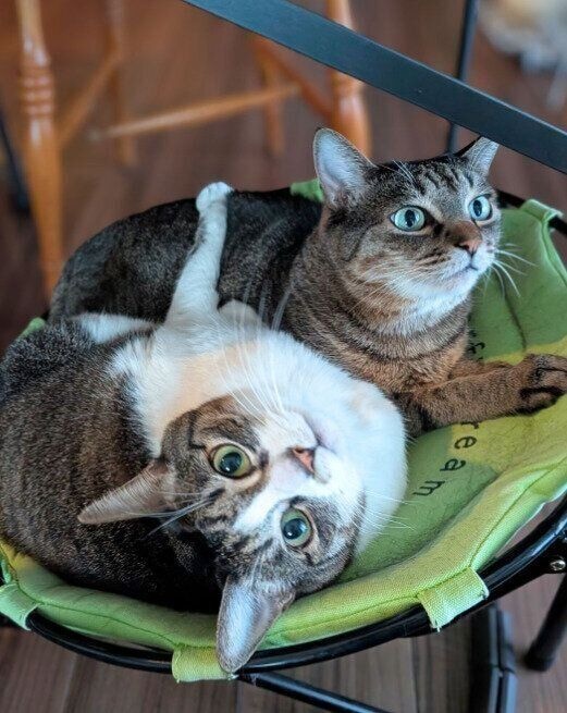 ハンモックの上でくつろぐ2匹の猫