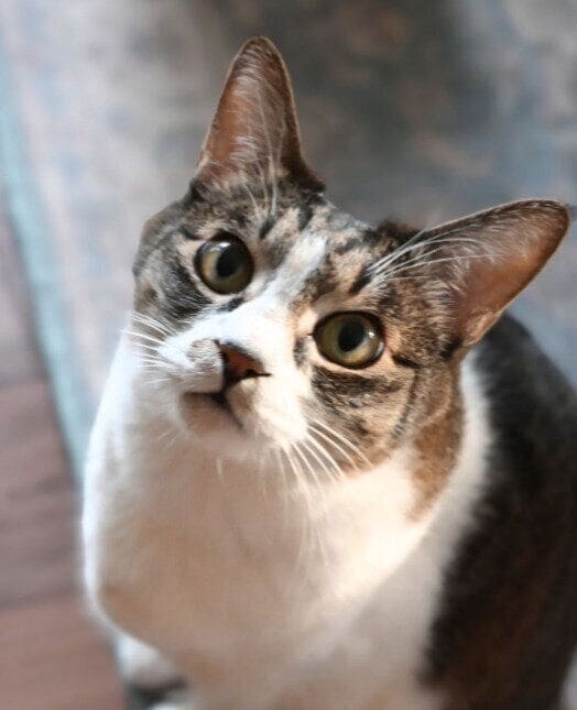8才11カ月頃の猫