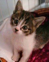 農家の納屋で産まれた子猫と家族に→9年後、体が大きくなっても変わらない「好奇心いっぱいの表情」にほっこり！