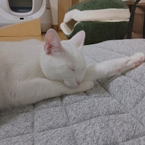 梅雨時に体調を崩す猫は多い!?　猫が「梅雨バテ」する原因と対策方法