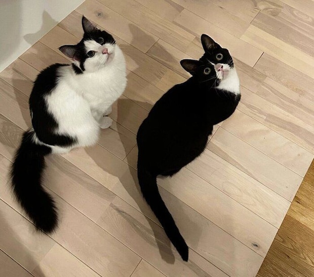 猫じゃらし待ちの2匹