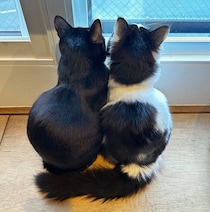 仲良く並んで窓の外を眺める元保護猫姉妹　いつも以上に体を寄せ合う“丸っこい後ろ姿”が愛おしい