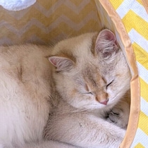 猫の寝姿勢でわかる体調不良のサインとは　見分け方を獣医師に聞いた