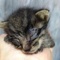 目も開いていなかった体重200g以下の子猫を保護→10才の今、穏やかに寄り添う姿に「出会ってくれてありがとう」