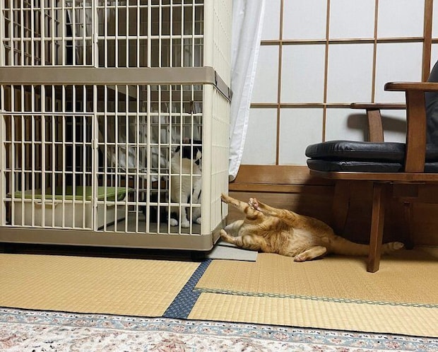 先住猫・ちゃかくんと初対面したときのごましおくん