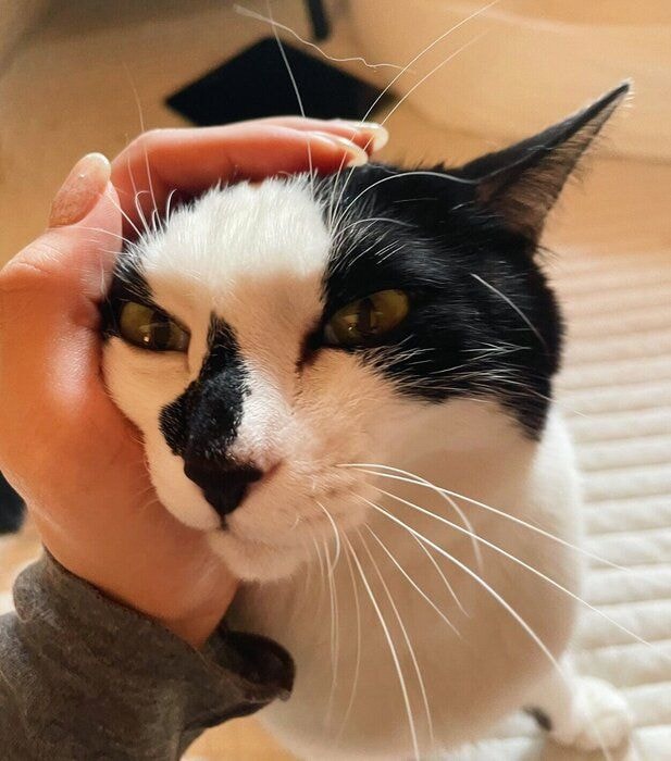 飼い主さんにナデナデしてもらうごましおくん