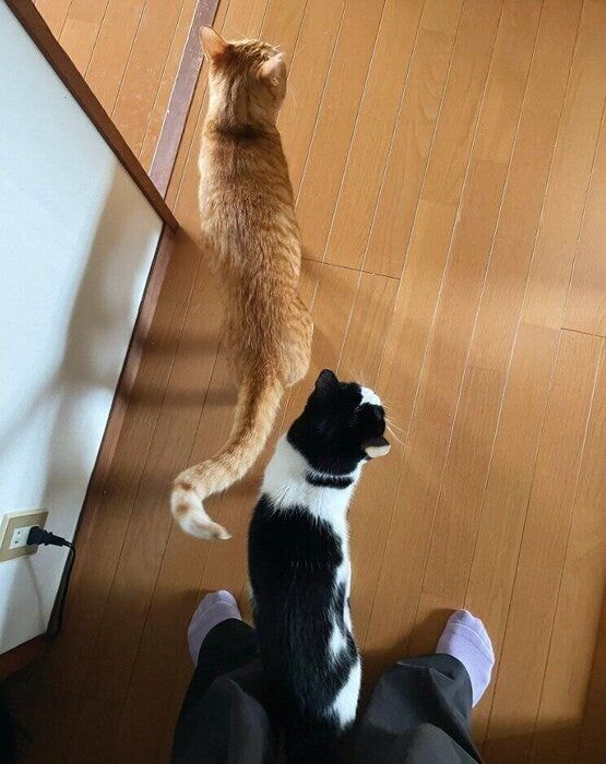 2匹そろって飼い主さんをお出迎え
