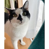 腕にしがみついて離れなかった元保護猫と家族に　5才の現在は“超絶甘えん坊”なイケメン猫に成長！