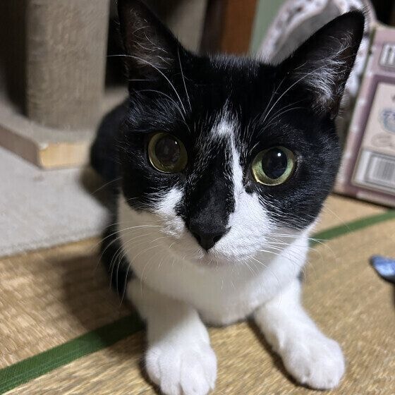 正面をじっと見つめる猫