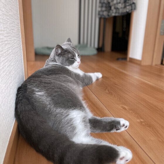 床に寝転がるブリティッシュショートヘア