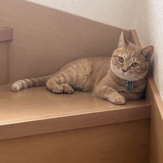 階段で涼む茶トラ猫