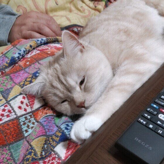 その他の猫種　あまえんぼ