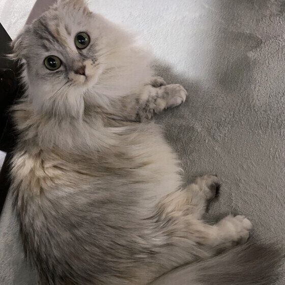 マンチカン　まったり