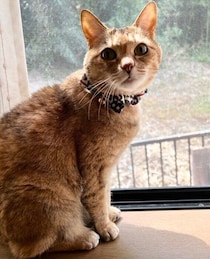 野生動物に襲われた生後2カ月に満たない子猫を保護→15年後の窓辺で振り返る姿にしみじみする