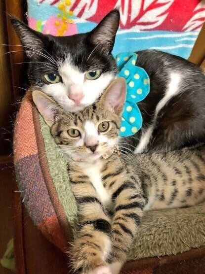 生後約3カ月の猫と先住猫