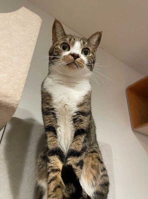 キャットウォークに座っている7才の猫