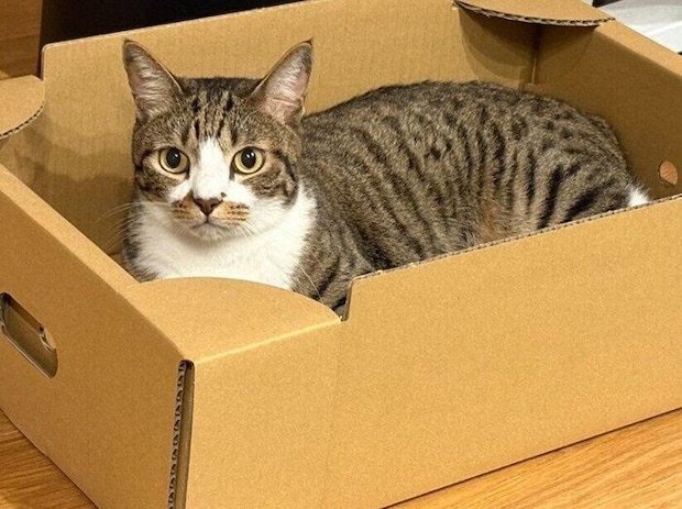 箱の中に入っている猫