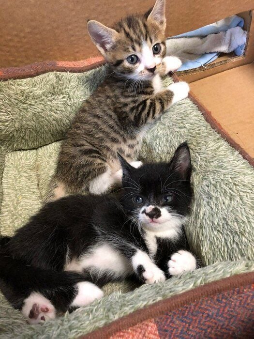 生後1カ月頃の2匹の姉妹猫