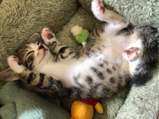 生後約1カ月の猫