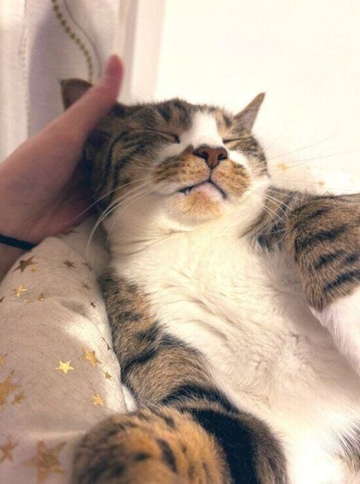 飼い主さんに撫でられている猫