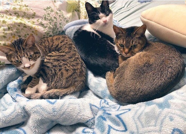 くつろいでいる猫たち