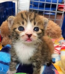 体重が230gほどしかなかった保護子猫をお迎えして7年　家族に愛されながらスクスク成長したビフォーアフターにほっこりする