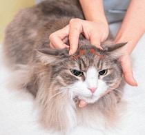 猫の排尿トラブルを予防＆緩和 いいオシッコのためのハンドマッサージを獣医師が解説