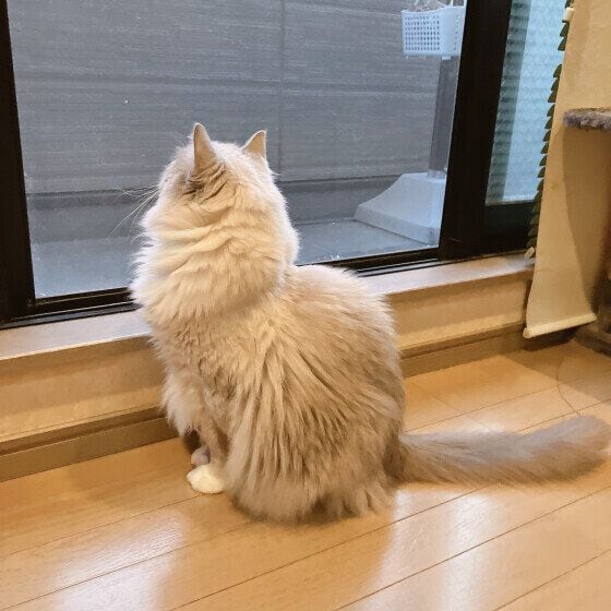 ラグドール 窓辺の一枚