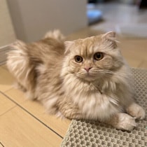 最近、愛猫が静かになった気がする…　行動の変化で注意したいサインを獣医師に聞いた