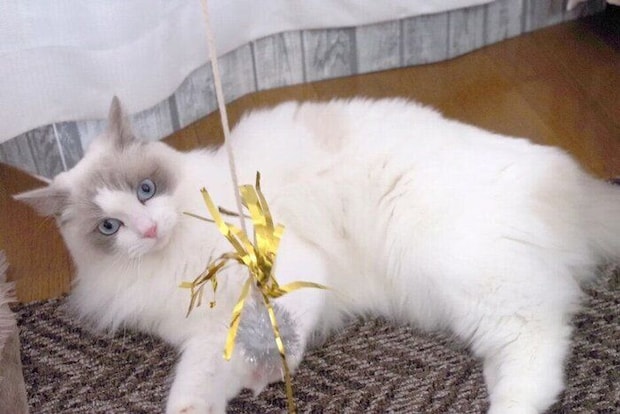 猫じゃらしで遊ぶラグドール