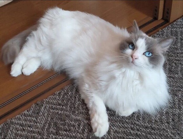 飼い主を見上げるラグドール