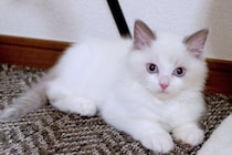 びっくりするほど小さかった子猫が4才に　「もふもふでゴージャスな姿」に成長しても時々見せる「子猫のような表情」にキュン！