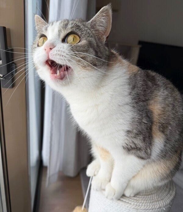 窓の外を見つめる彩春ちゃん