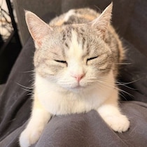 飼い主のお腹にぎゅっとしがみつくマンチカン　離れようとしない甘えん坊な姿にキュン！