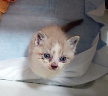 柱の中で鳴き続けていた小さな子猫を保護→4才の今、「おもしろ可愛くて愛おしい存在」に成長！