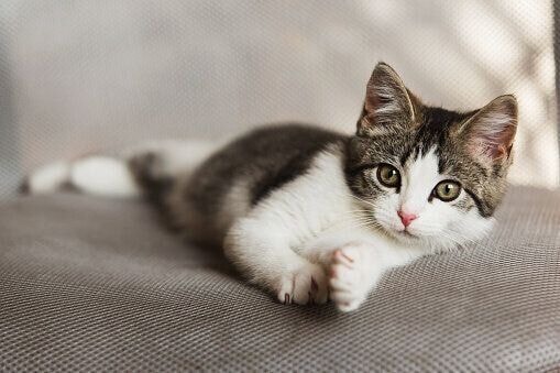ソファに寝転がる子猫
