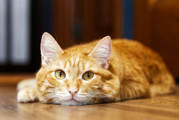 床にあごをつける猫