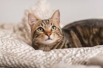 目周辺に異変が！愛猫の発症で初めて知った「目にまつわる病気」体験談