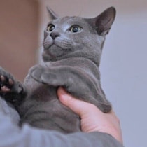 猫のゴキゲンサインとは？　猫が快適に過ごせる環境づくりの4つのポイントも解説！