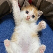 家の敷地内に迷い込んできた生後2カ月の子猫を保護→6才の今、おしゃべりで甘えん坊な“ツンデレ猫”に！