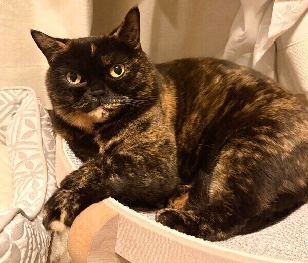 まったりするめいちゃん