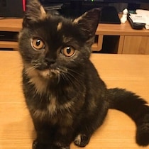 テレビを見る飼い主の目の前にやってきた子猫→6才の今もじーっ！　変わらぬ甘えん坊ぶりにキュン