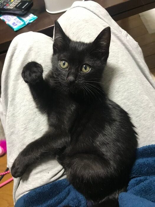「招き猫ポーズ」をする子猫