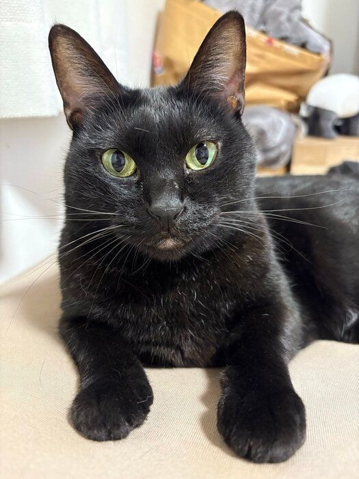 5才になった猫