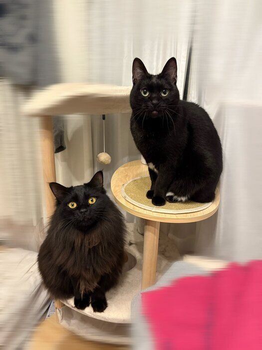 2匹の猫