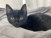 車の下に1匹で座っていた生後約2カ月の子猫を保護→5才になった現在は、飼い主にとって「心強い親友のような存在」に