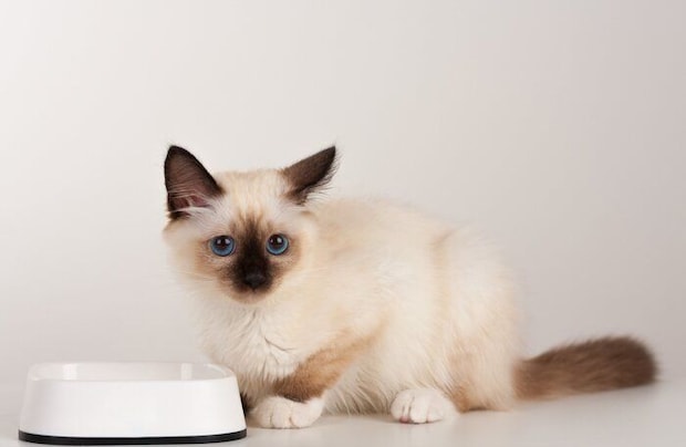 フード皿の前に座る猫